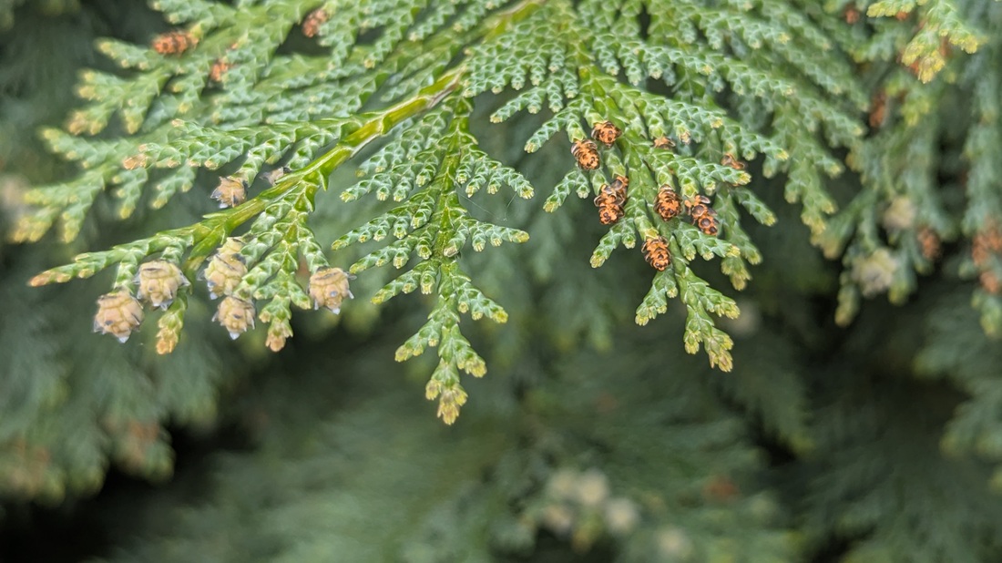 Dass auch Thujas Pollenallergien auslösen können ist wenig bekannt. 